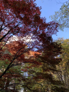 公園の紅葉